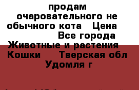 продам очаровательного не обычного кота › Цена ­ 7 000 000 - Все города Животные и растения » Кошки   . Тверская обл.,Удомля г.